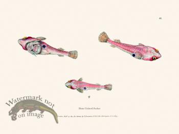 086 Bima Culated Sucker